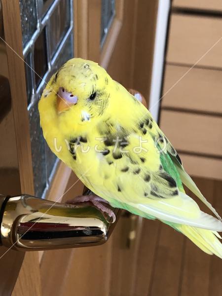 迷い鳥の写真