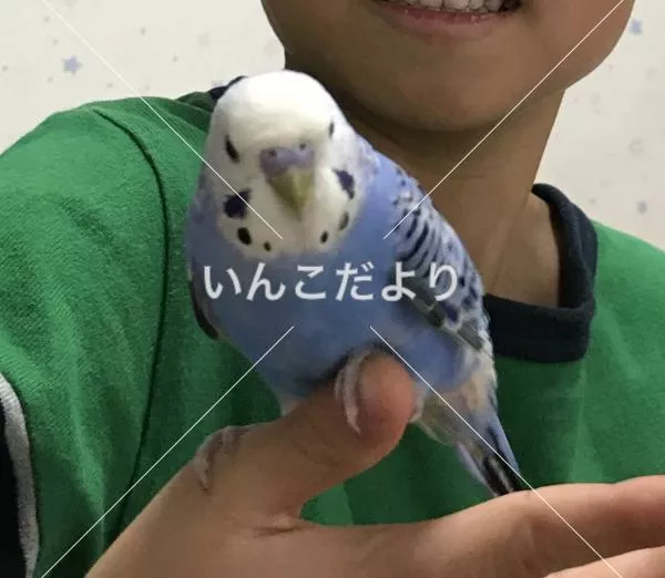 迷い鳥の写真