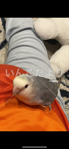 迷い鳥の写真