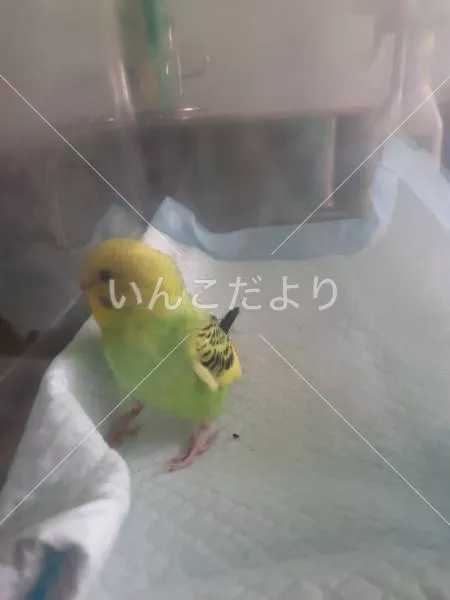 保護鳥の写真