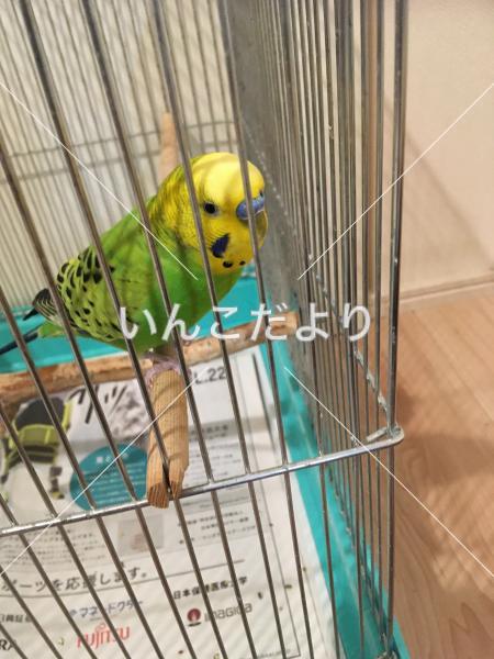迷い鳥の写真