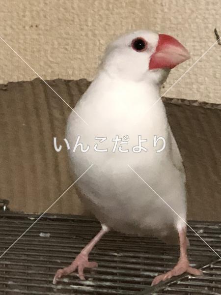 迷い鳥の写真