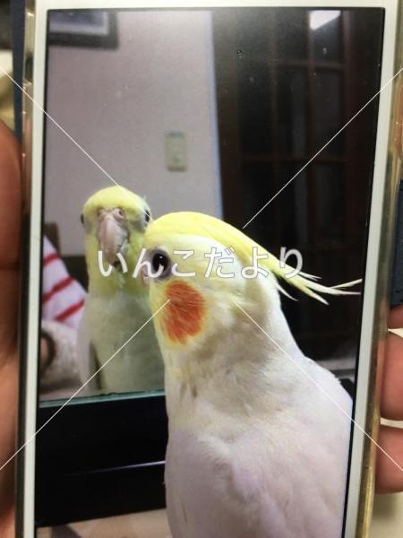 迷い鳥の写真