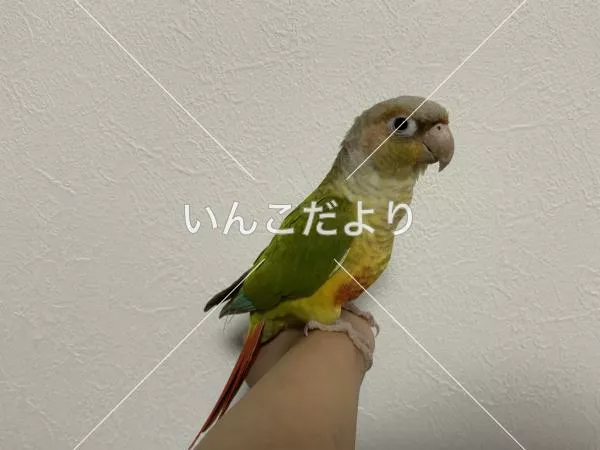 保護鳥の写真
