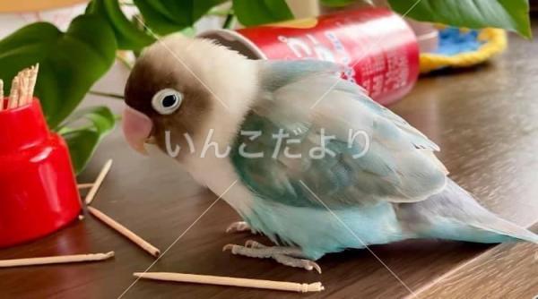 迷い鳥の写真