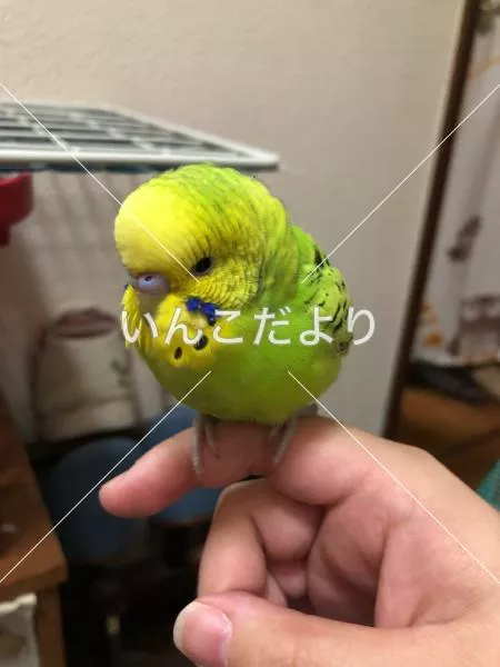 保護鳥の写真