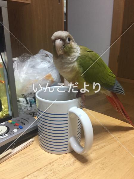 迷い鳥の写真