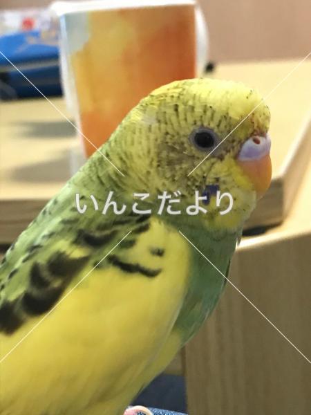 迷い鳥の写真