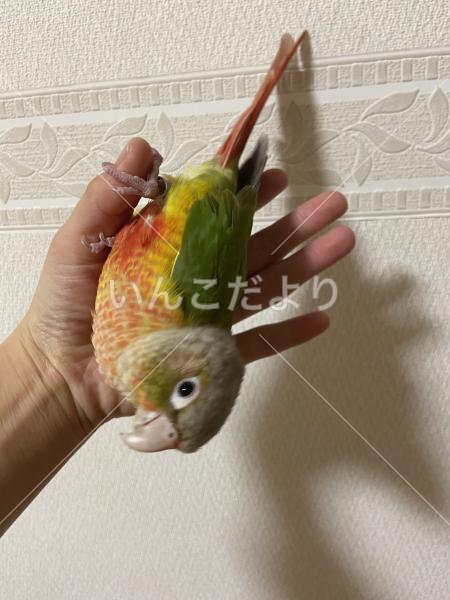 迷い鳥の写真