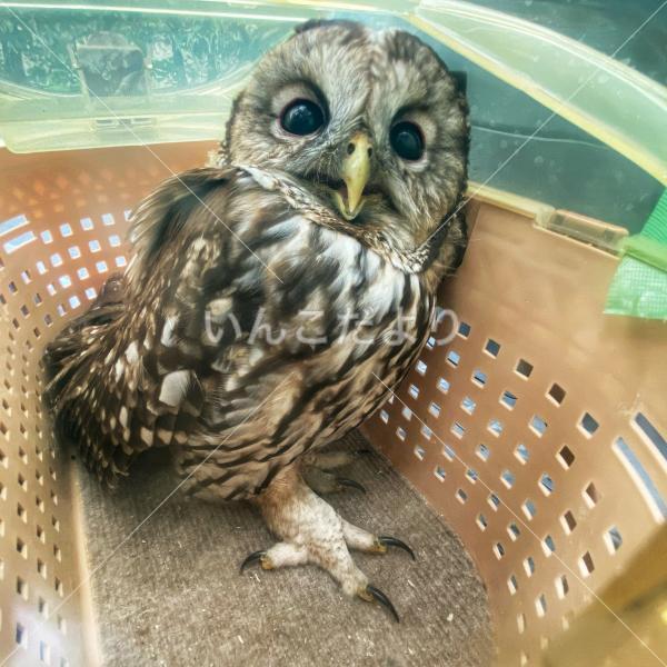 保護鳥の写真
