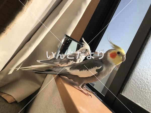 迷い鳥の写真