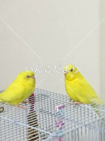 保護鳥の写真