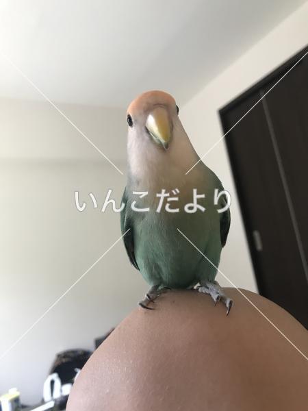 迷い鳥の写真