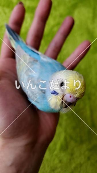 迷い鳥の写真