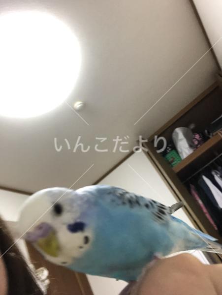 迷い鳥の写真