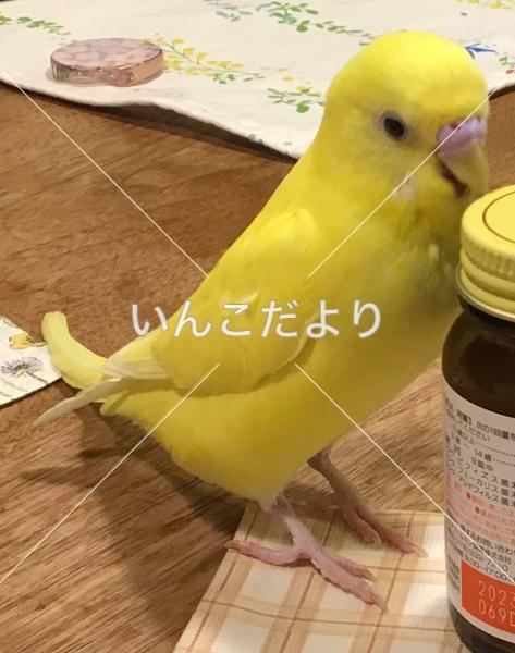 迷い鳥の写真