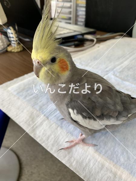 迷い鳥の写真