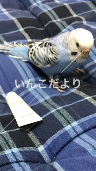 迷い鳥の写真