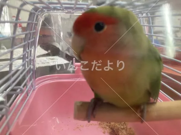 保護鳥の写真
