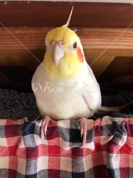 迷い鳥の写真