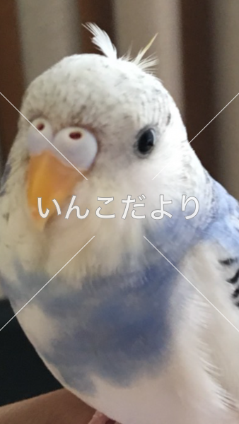 迷い鳥の写真