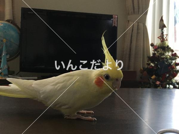 迷い鳥の写真