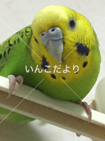 迷い鳥の写真