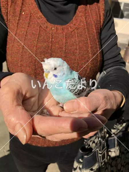 保護鳥の写真
