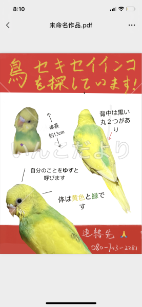 迷い鳥の写真