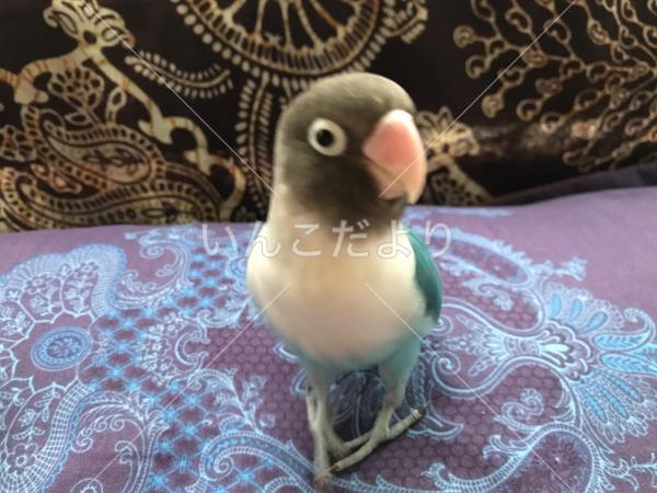 迷い鳥の写真