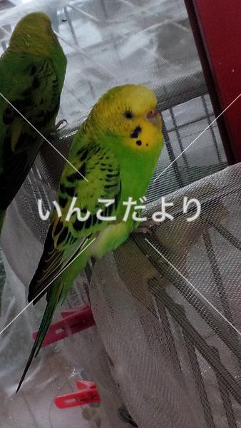 迷い鳥の写真