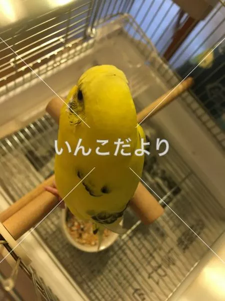 保護鳥の写真