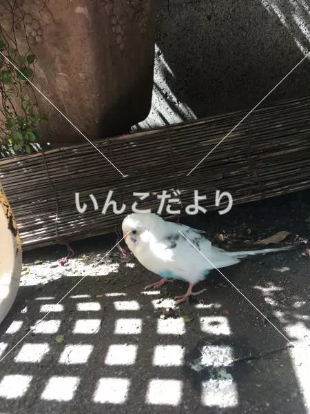 保護鳥の写真