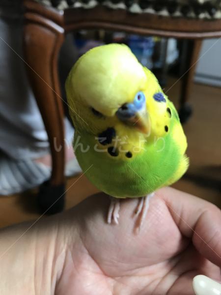 保護鳥の写真