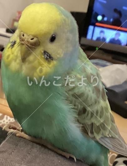 保護鳥の写真
