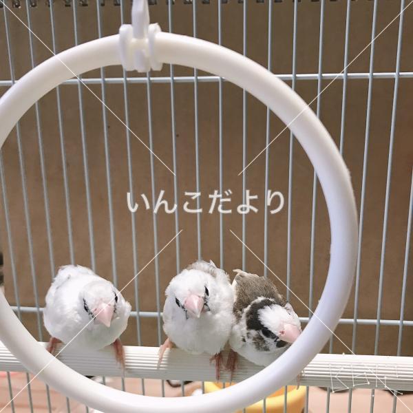保護鳥の写真