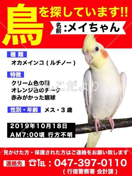 迷い鳥の写真