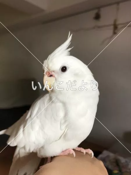 保護鳥の写真
