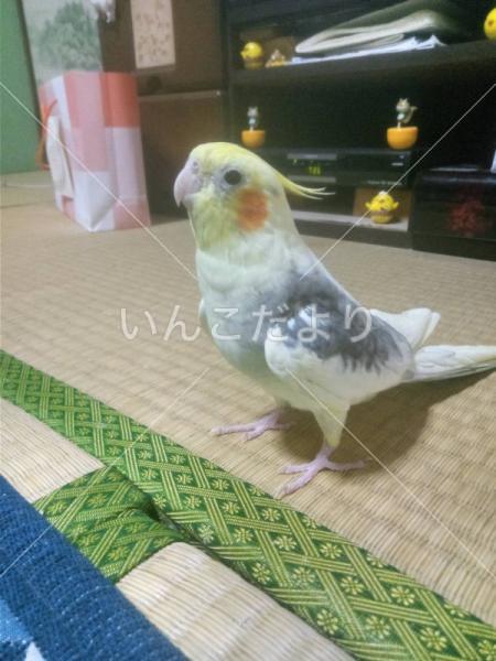 迷い鳥の写真