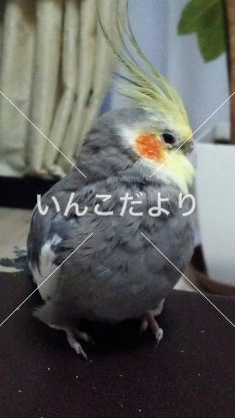 迷い鳥の写真