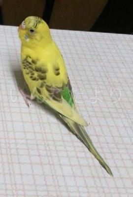 保護鳥の写真