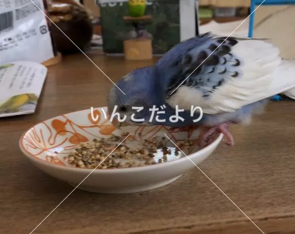 保護鳥の写真