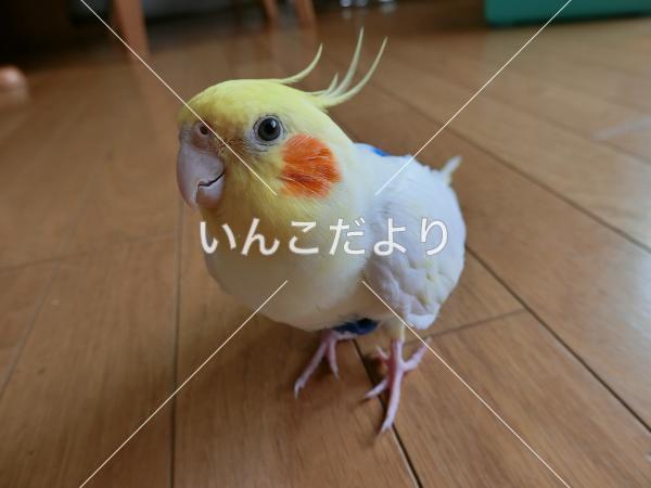 迷い鳥の写真