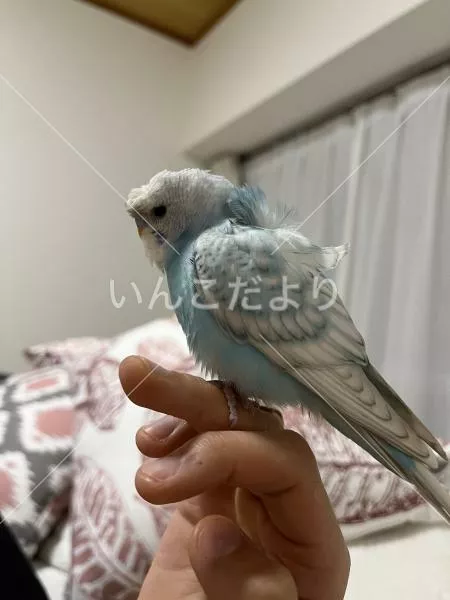 保護鳥の写真