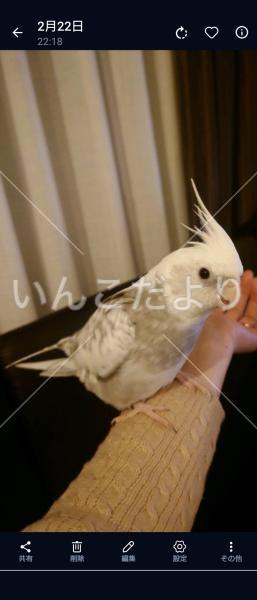 迷い鳥の写真