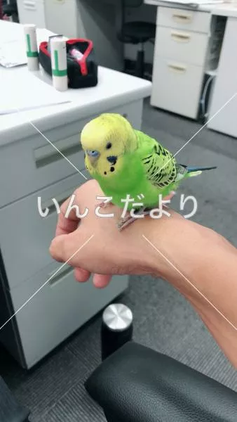 保護鳥の写真