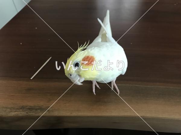 迷い鳥の写真