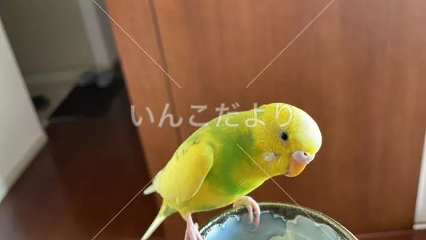 保護鳥の写真