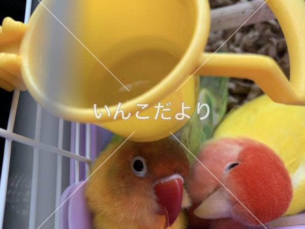 迷い鳥の写真