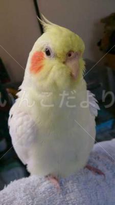 迷い鳥の写真